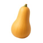 Butternut – Africa