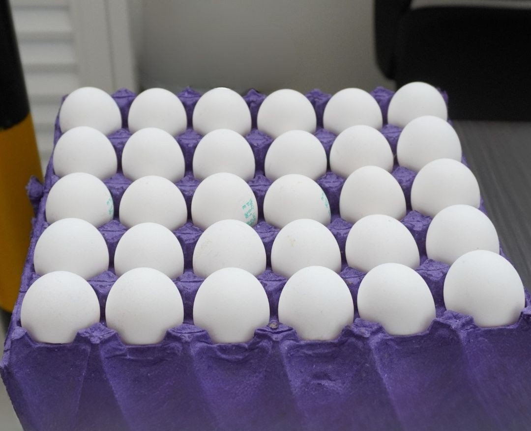 EGG EGG