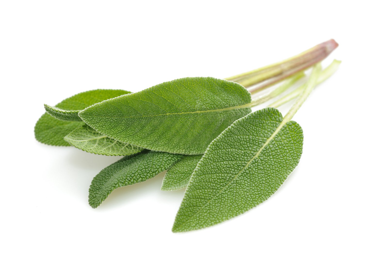 Sage leaves isolated on white background